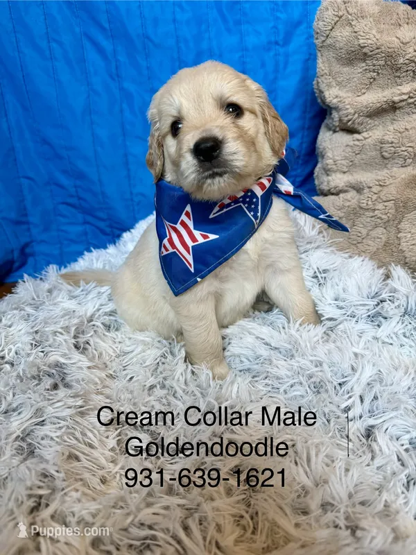 Cream Collar Male, a male Goldendoodle for sale in Shelbyville, TN – 1 of 3