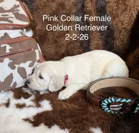 Pink Collar, a female Golden Retriever for sale in Shelbyville, TN – Photo 1 of 2