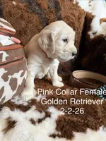 Pink Collar, a female Golden Retriever for sale in Shelbyville, TN – Photo 2 of 2