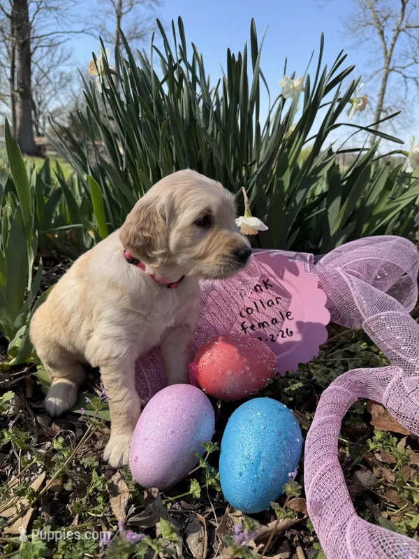 Pink Collar – Golden Retriever puppy for sale in Shelbyville, TN