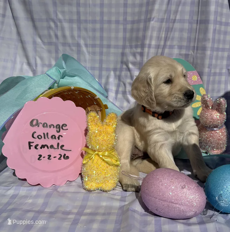 Orange Collar – English Cream Golden Retriever puppy for sale in Shelbyville, TN