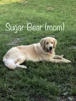 Orange Collar, a female English Cream Golden Retriever for sale in Shelbyville, TN – Photo 3 of 3