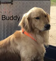 Orange Collar, a female English Cream Golden Retriever for sale in Shelbyville, TN – Photo 2 of 3