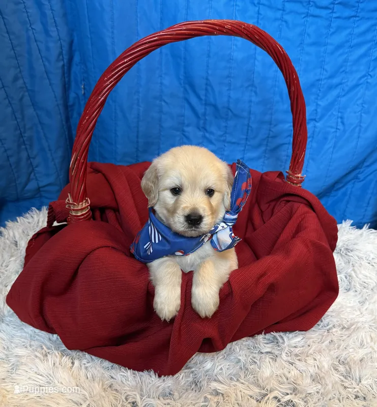 Cream Collar Male – Goldendoodle puppy for sale in Shelbyville, TN