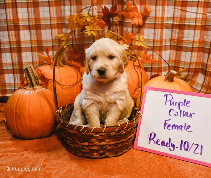 Velcro Puppy, a female English Cream Golden Retriever for sale in Shelbyville, TN – 1 of 3