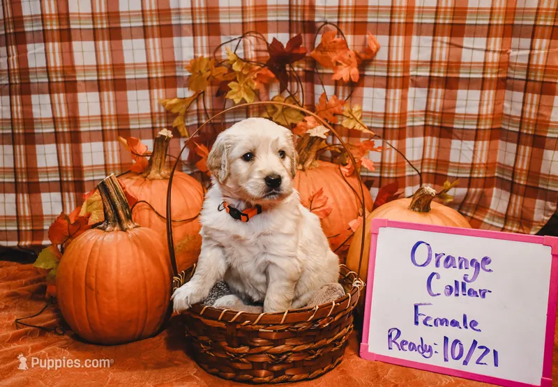 Orange Collar – English Cream Golden Retriever puppy for sale in Shelbyville, TN