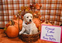 Orange Collar, a female English Cream Golden Retriever for sale in Shelbyville, TN – 1 of 1