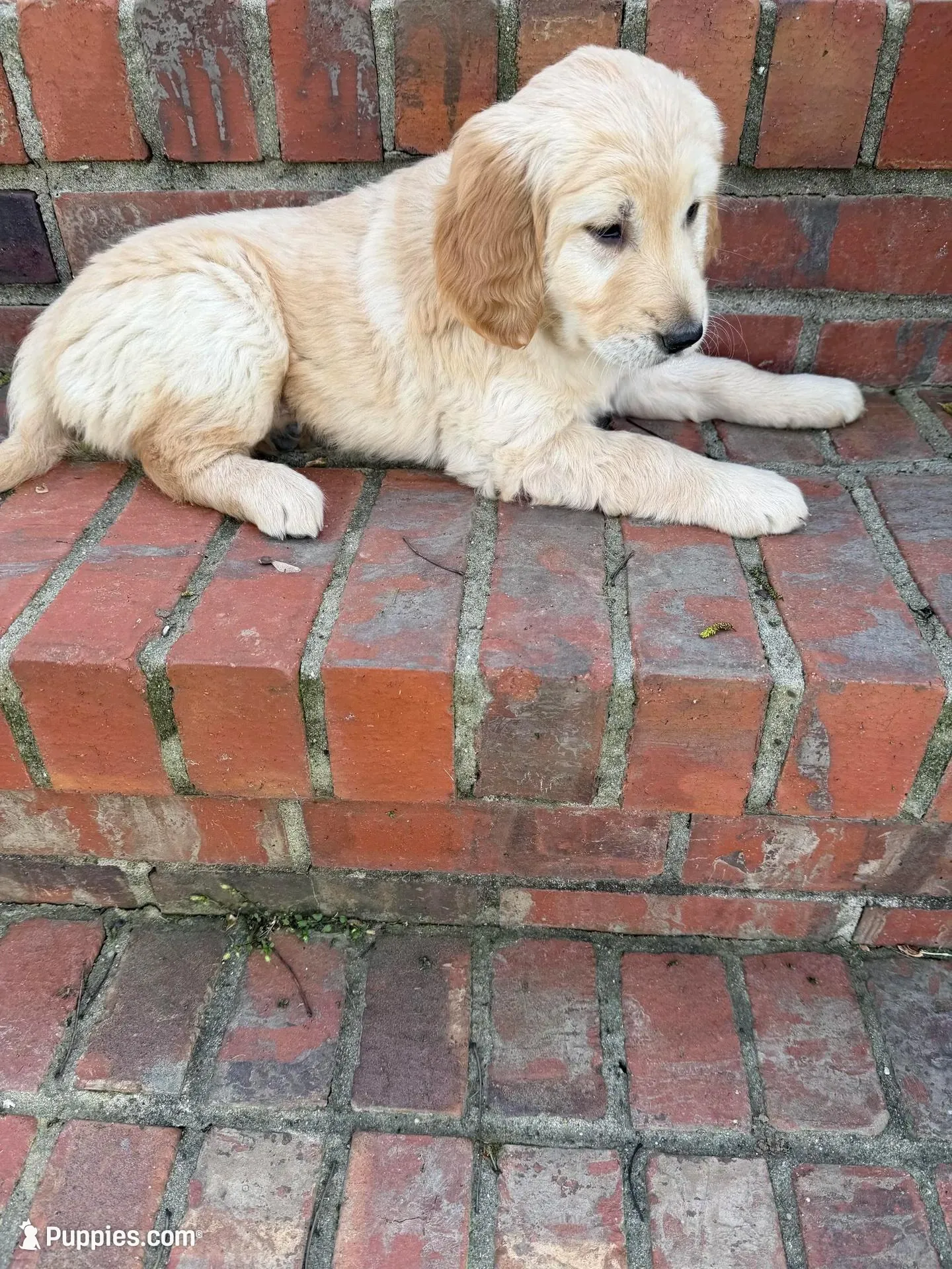 Yellow Collar, a female Golden Retriever for sale in Shelbyville, TN – Photo 3 of 4