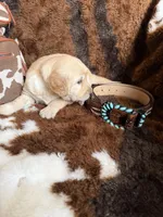 Yellow Collar, a female Golden Retriever for sale in Shelbyville, TN – Photo 1 of 3