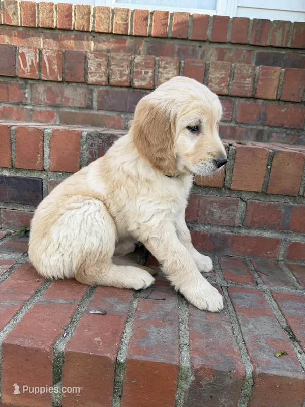 Yellow Collar – Golden Retriever puppy for sale in Shelbyville, TN