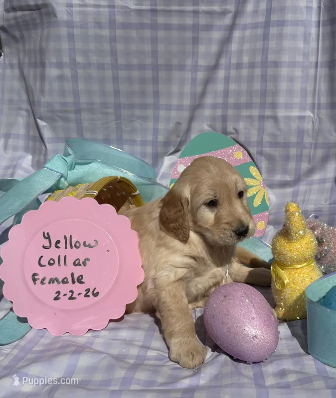 Yellow Collar – Golden Retriever puppy for sale in Shelbyville, TN