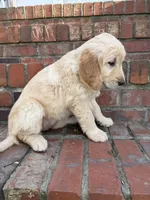 Yellow Collar, a female Golden Retriever for sale in Shelbyville, TN – Photo 2 of 4