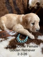 Yellow Collar, a female Golden Retriever for sale in Shelbyville, TN – Photo 2 of 3