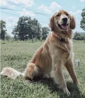 Peaches, a female Golden Retriever for sale in Shelbyville, TN – 4 of 6