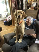 Peaches, a female Golden Retriever for sale in Shelbyville, TN – 6 of 6