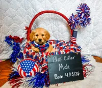 The Patriot, a male Golden Retriever for sale in Shelbyville, TN – 1 of 4