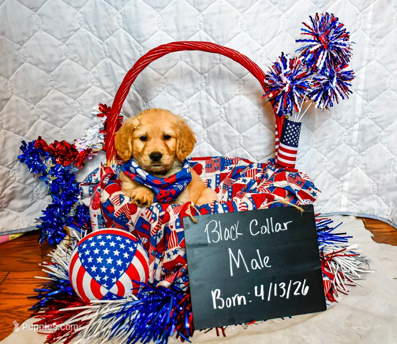 Blue Collar Male – Golden Retriever puppy for sale in Shelbyville, TN