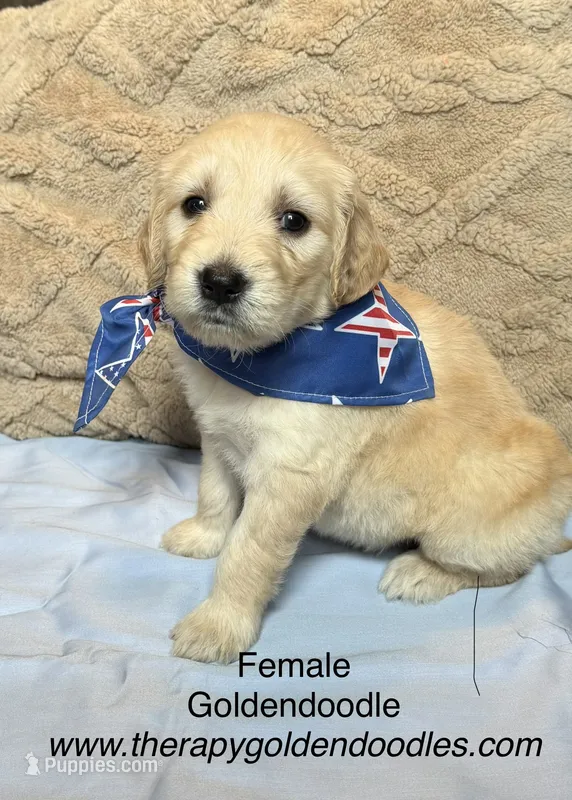 America, a female Goldendoodle for sale in Shelbyville, TN – 1 of 3