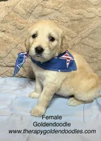 America, a female Goldendoodle for sale in Shelbyville, TN – 1 of 3