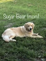 Peaches, a female Golden Retriever for sale in Shelbyville, TN – 2 of 6