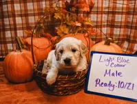 Light Blue Collar, a male English Cream Golden Retriever for sale in Shelbyville, TN – 1 of 1