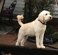 Cream Collar Male, a male Goldendoodle for sale in Shelbyville, TN – 2 of 3