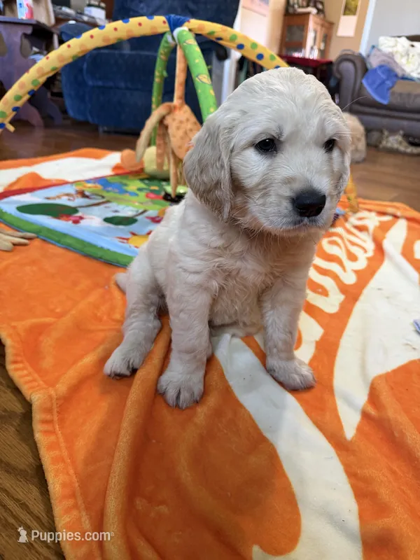Blue Boy, a male Golden Retriever for sale in Shelbyville, TN – Photo 1 of 3