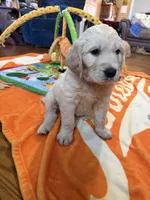 Blue Boy, a male Golden Retriever for sale in Shelbyville, TN – Photo 1 of 3