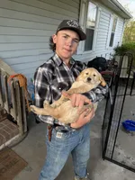 Blue Boy, a male Golden Retriever for sale in Shelbyville, TN – Photo 3 of 3