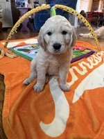 Blue Boy, a male Golden Retriever for sale in Shelbyville, TN – Photo 2 of 3