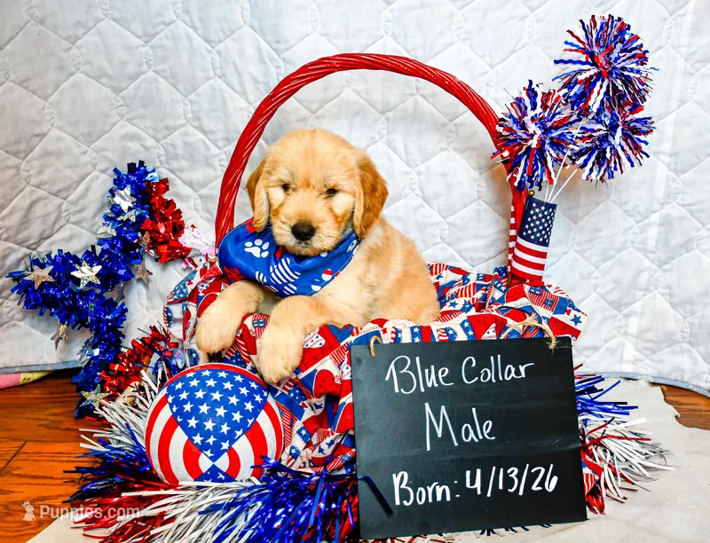 The Patriot – Goldendoodle puppy for sale in Shelbyville, TN
