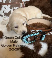 Green Collar, a female Golden Retriever for sale in Shelbyville, TN – Photo 1 of 4