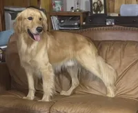 Velcro Puppy, a female English Cream Golden Retriever for sale in Shelbyville, TN – 2 of 3