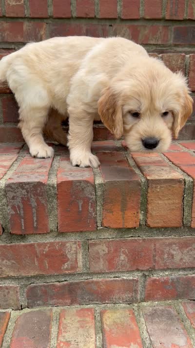 Rainbow, a female Goldendoodle for sale in Shelbyville, TN – 3 of 3