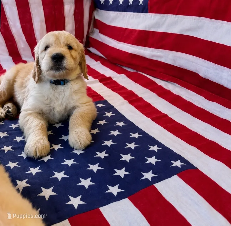The Patriot – Goldendoodle puppy for sale in Shelbyville, TN