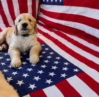The Patriot, a male Goldendoodle for sale in Shelbyville, TN – 1 of 4