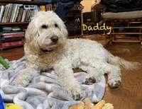 America, a female Goldendoodle for sale in Shelbyville, TN – 2 of 3