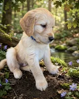 Blue Collar Male, a male Goldendoodle for sale in Shelbyville, TN – 2 of 4