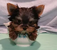 Noel, a female Yorkshire Terrier for sale in Baker City, OR – Photo 6 of 7