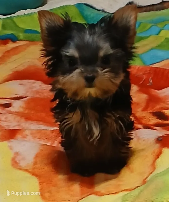 Noel – Yorkshire Terrier puppy for sale in Baker City, OR
