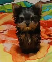 Noel, a female Yorkshire Terrier for sale in Baker City, OR – Photo 1 of 4