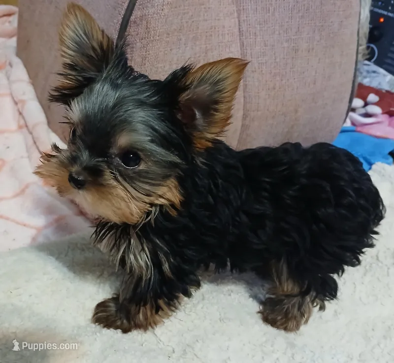 Noel – Yorkshire Terrier puppy for sale in Baker City, OR