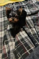 Noel, a female Yorkshire Terrier for sale in Baker City, OR – Photo 2 of 4