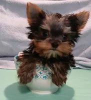 Noel, a female Yorkshire Terrier for sale in Baker City, OR – Photo 1 of 7