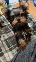 Noel, a female Yorkshire Terrier for sale in Baker City, OR – Photo 4 of 4
