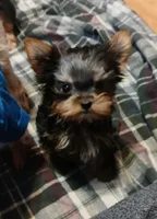 Noel, a female Yorkshire Terrier for sale in Baker City, OR – Photo 3 of 4