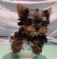 Noel, a female Yorkshire Terrier for sale in Baker City, OR – Photo 7 of 7