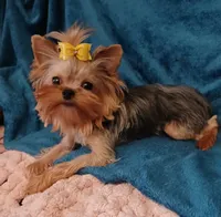 Hannah , a female Yorkshire Terrier for sale in Baker City, OR – 2 of 5