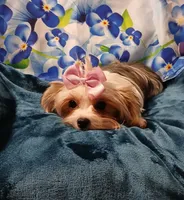Porsha, a female Yorkshire Terrier for sale in Baker City, OR – 7 of 7