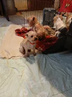 Fancy, a female Yorkshire Terrier for sale in Baker City, OR – 1 of 3
